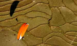 parpente pokara 
